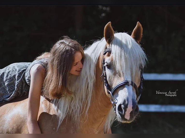 Haflinger Stute 18 Jahre 148 cm  in Neuhaus in der Wart