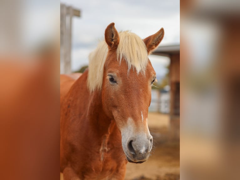 Haflinger Mix Stute 18 Jahre 148 cm in Oettingen in Bayern