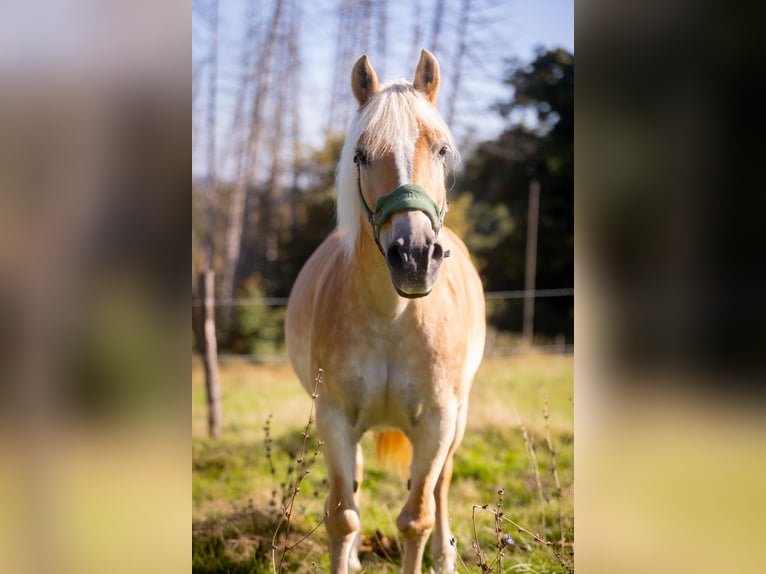 Haflinger Stute 18 Jahre 148 cm Fuchs in Much