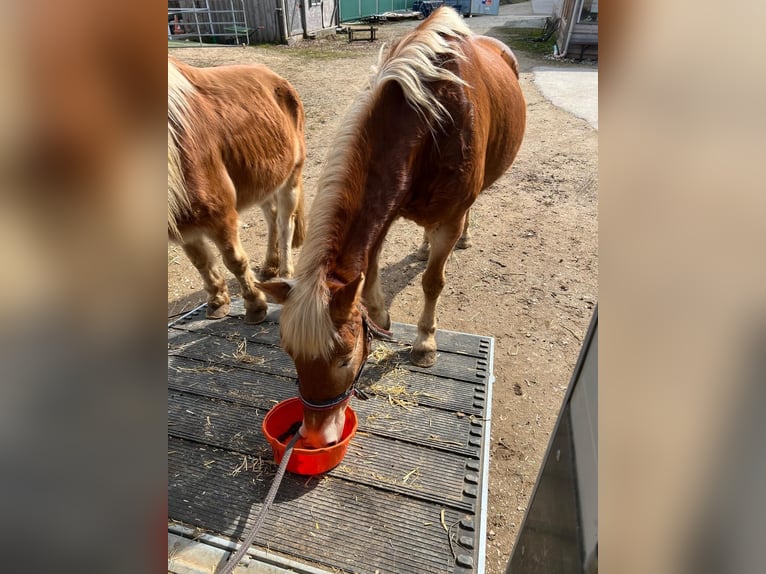 Haflinger Mix Stute 18 Jahre 148 cm Fuchs in Oettingen in Bayern