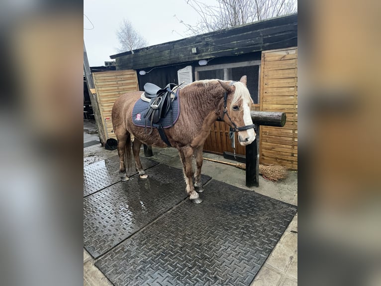 Haflinger Stute 18 Jahre 148 cm in Norderstedt