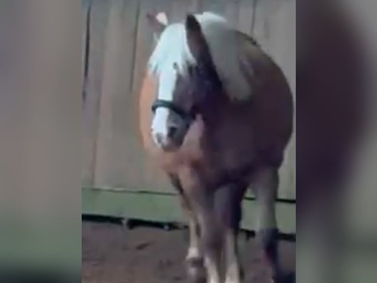 Haflinger Stute 18 Jahre 148 cm in Norderstedt
