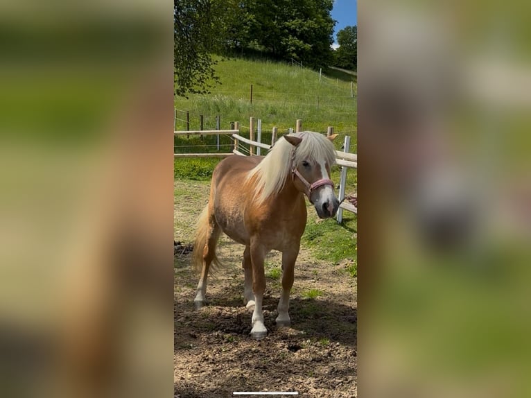 Haflinger Stute 18 Jahre 149 cm in Witzmannsberg