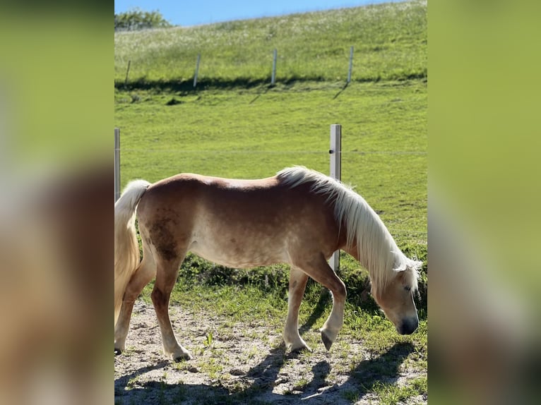 Haflinger Stute 18 Jahre 149 cm in Witzmannsberg