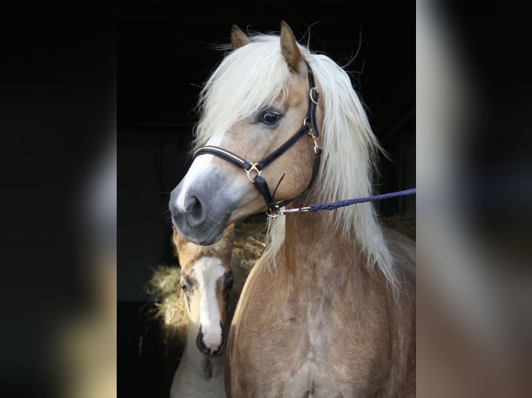 Haflinger Stute 18 Jahre 150 cm  in Seedorf