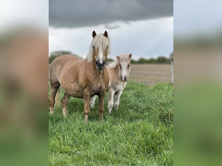 Haflinger Stute 18 Jahre 150 cm  in Seedorf