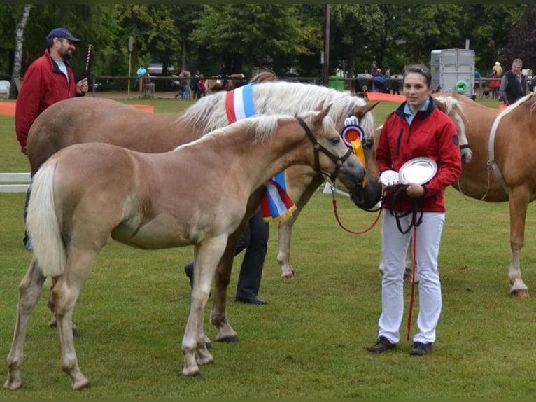 Haflinger Stute 18 Jahre 150 cm  in Seedorf