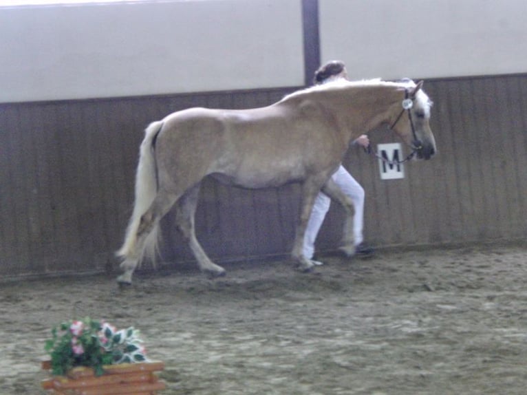 Haflinger Stute 18 Jahre 150 cm  in Seedorf