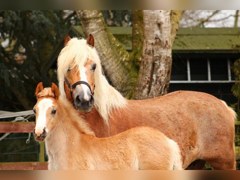Haflinger Stute 18 Jahre 150 cm  in Seedorf