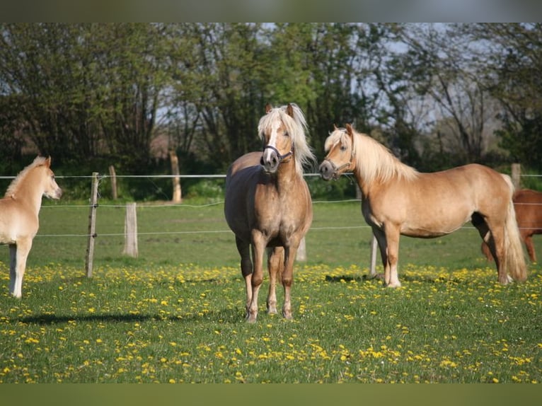 Haflinger Stute 18 Jahre 150 cm  in Seedorf