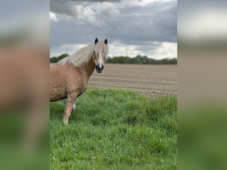 Haflinger Stute 18 Jahre 150 cm  in Seedorf