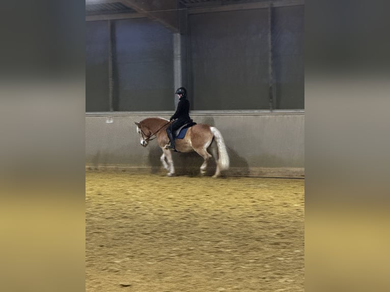 Haflinger Stute 18 Jahre 152 cm  in Grafschaft