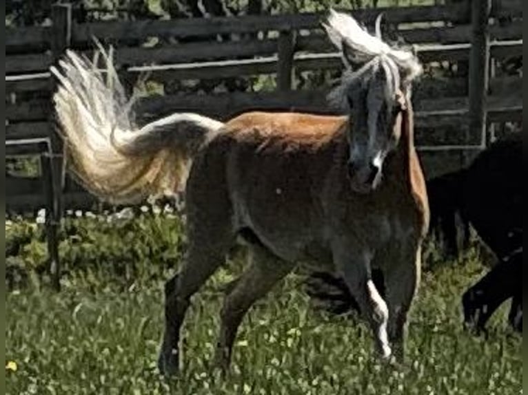 Haflinger Stute 18 Jahre 152 cm  in Grafschaft
