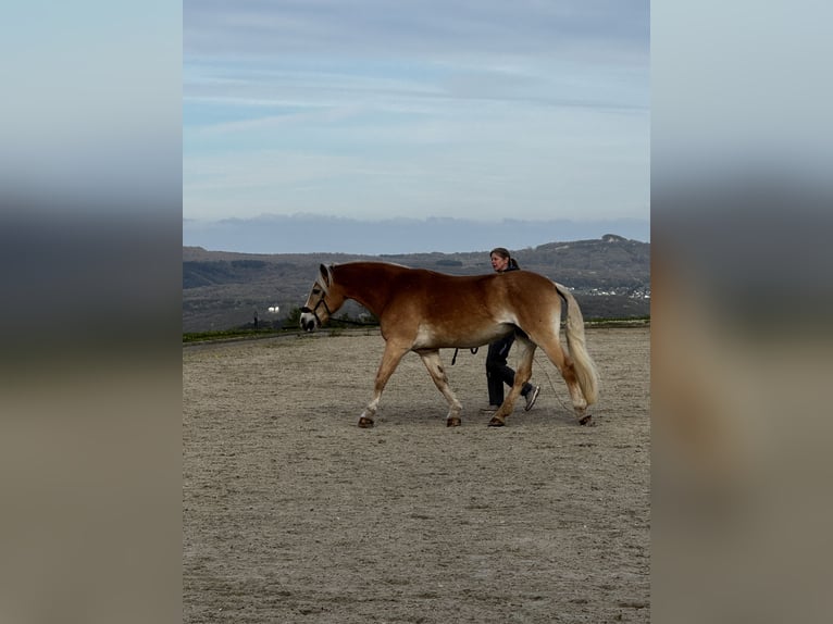 Haflinger Stute 18 Jahre 152 cm  in Grafschaft