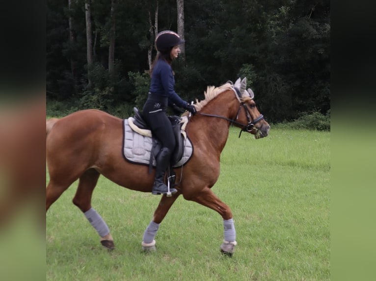Haflinger Stute 18 Jahre 158 cm Fuchs in Bad Mergentheim