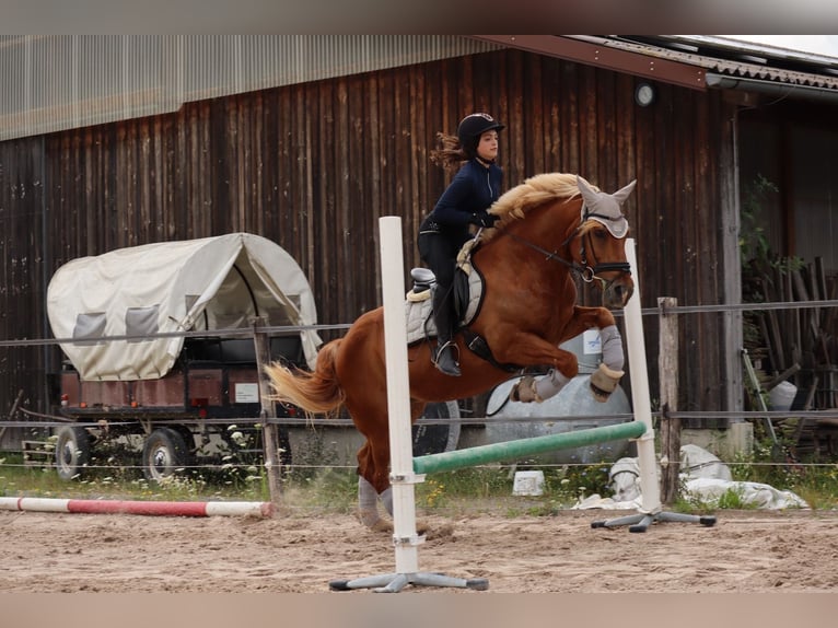 Haflinger Stute 18 Jahre 158 cm Fuchs in Bad Mergentheim