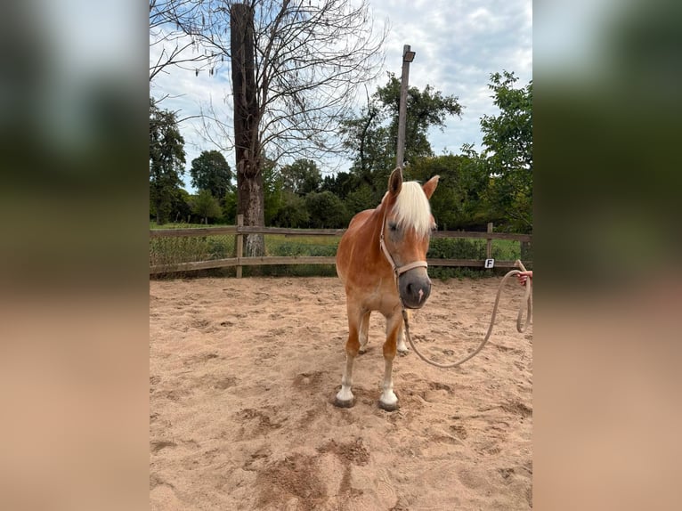 Haflinger Stute 18 Jahre Falbe in Düsseldorf
