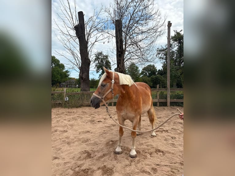 Haflinger Stute 18 Jahre Falbe in Düsseldorf