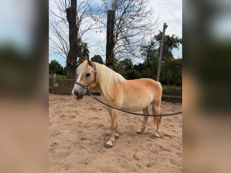 Haflinger Stute 18 Jahre Falbe in Düsseldorf