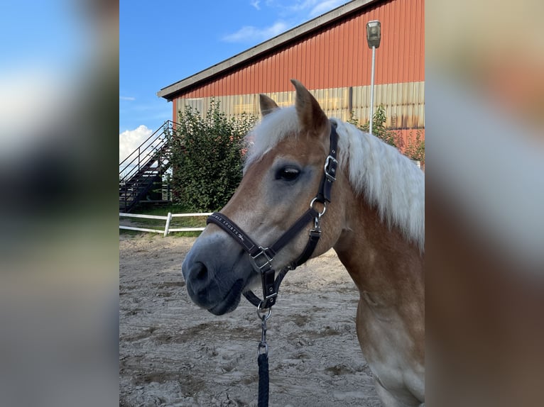 Haflinger Stute 19 Jahre 142 cm in Willich