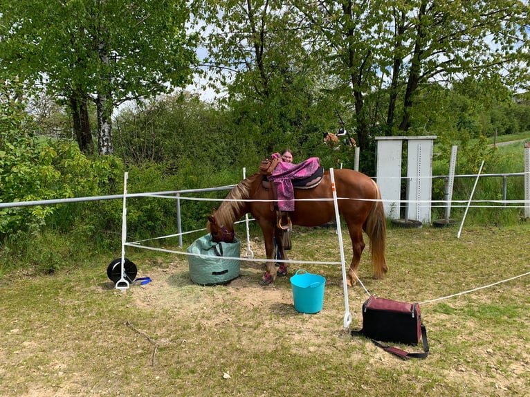 Haflinger Mix Stute 19 Jahre 143 cm Fuchs in Nidderau