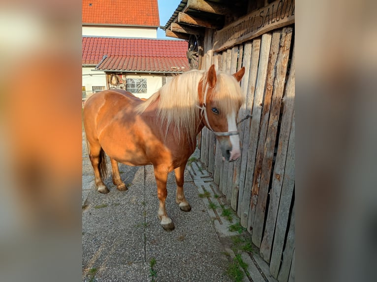 Haflinger Mix Stute 19 Jahre 145 cm Fuchs in Naumburg
