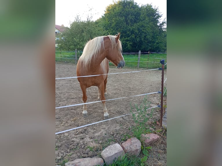 Haflinger Mix Stute 19 Jahre 145 cm Fuchs in Naumburg