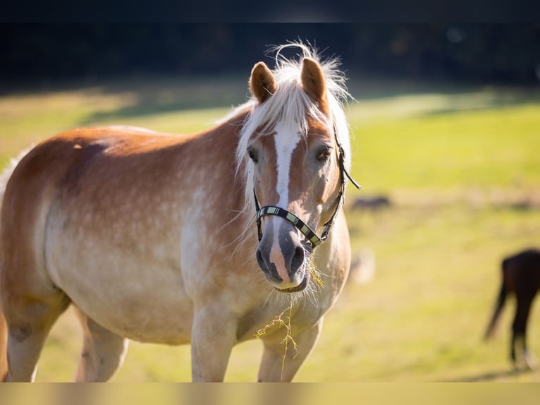Haflinger Stute 19 Jahre 147 cm Fuchs in Much