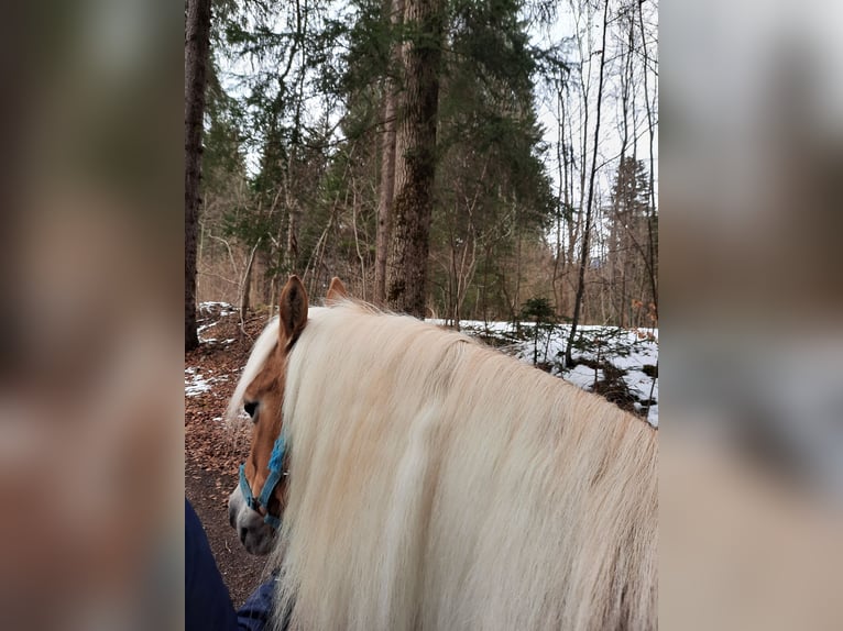 Haflinger Stute 19 Jahre 148 cm Fuchs in Fischen