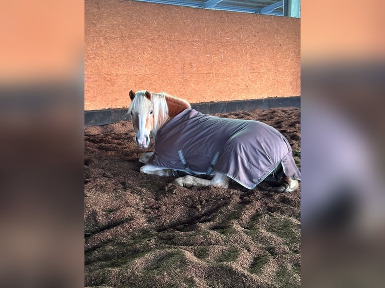 Haflinger Stute 19 Jahre 148 cm Fuchs in Elm