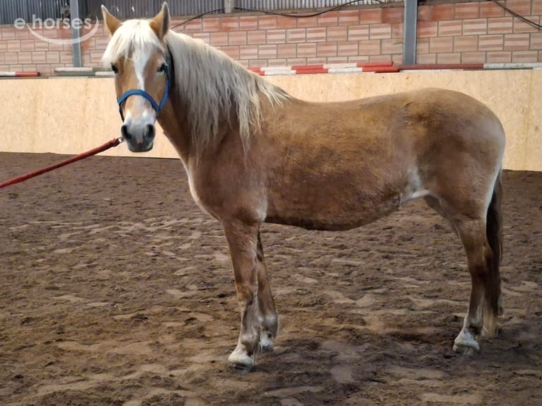 Haflinger Stute 19 Jahre 148 cm Fuchs in Meinersen