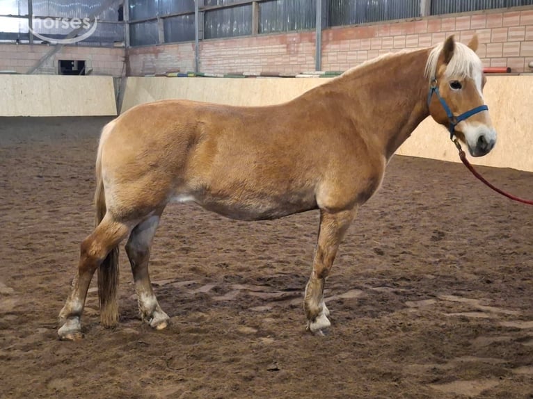 Haflinger Stute 19 Jahre 148 cm Fuchs in Meinersen