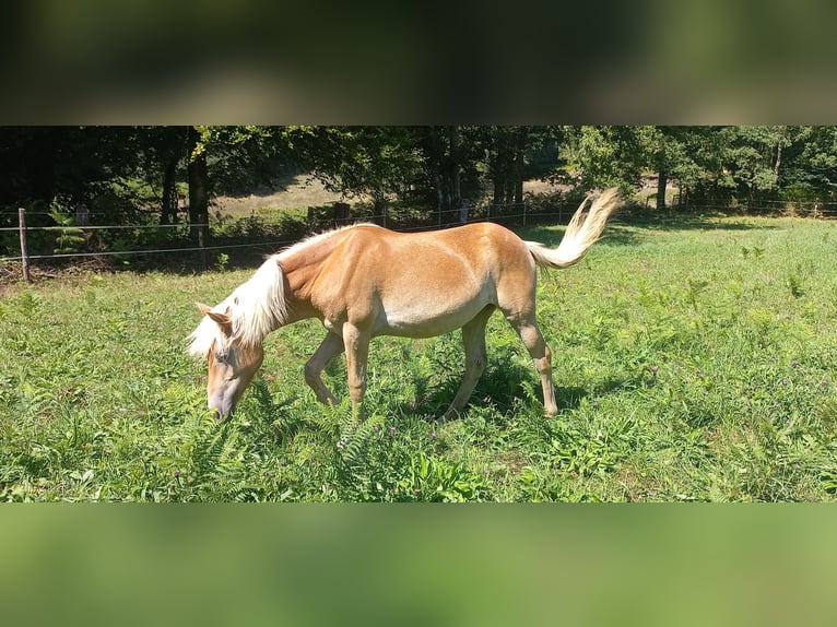 Haflinger Stute 1 Jahr 135 cm Fuchs in JABREILLES LES BORDES