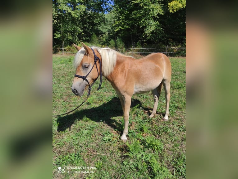Haflinger Stute 1 Jahr 135 cm Fuchs in JABREILLES LES BORDES