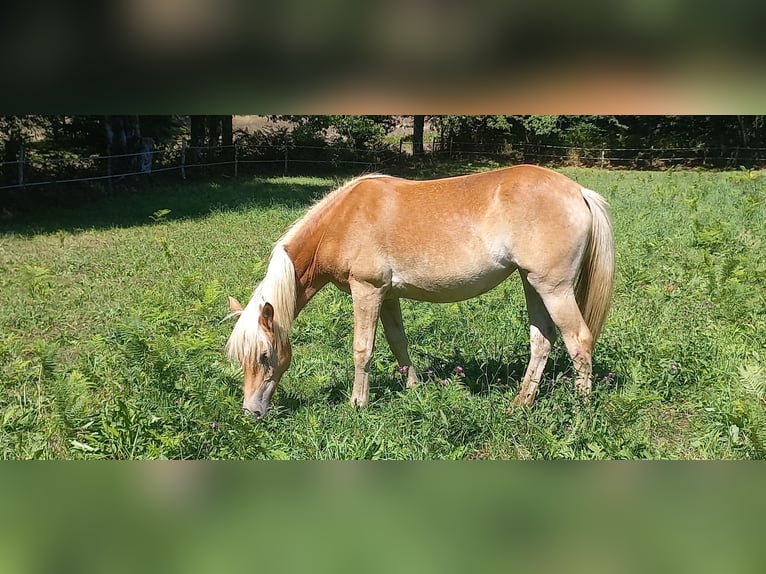 Haflinger Stute 1 Jahr 135 cm Fuchs in JABREILLES LES BORDES