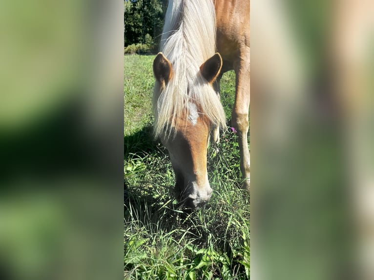 Haflinger Stute 1 Jahr 135 cm Fuchs in JABREILLES LES BORDES