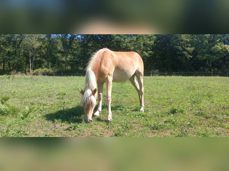Haflinger Stute 1 Jahr 135 cm Fuchs in JABREILLES LES BORDES