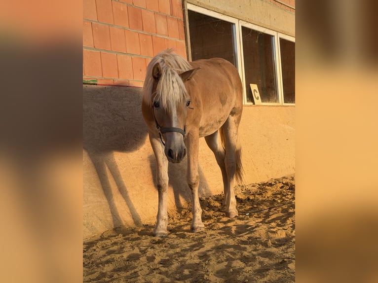 Haflinger Stute 1 Jahr 137 cm Fuchs in Bad Wünnenberg