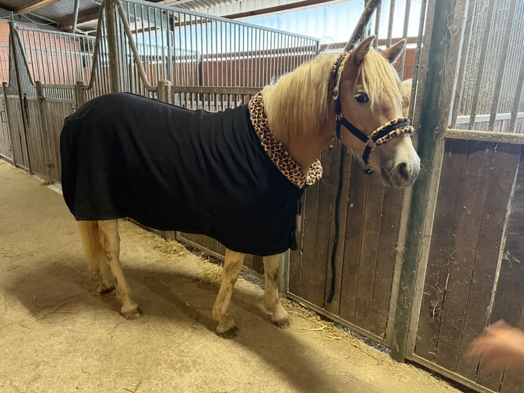 Haflinger Stute 1 Jahr 137 cm Fuchs in Bad Wünnenberg