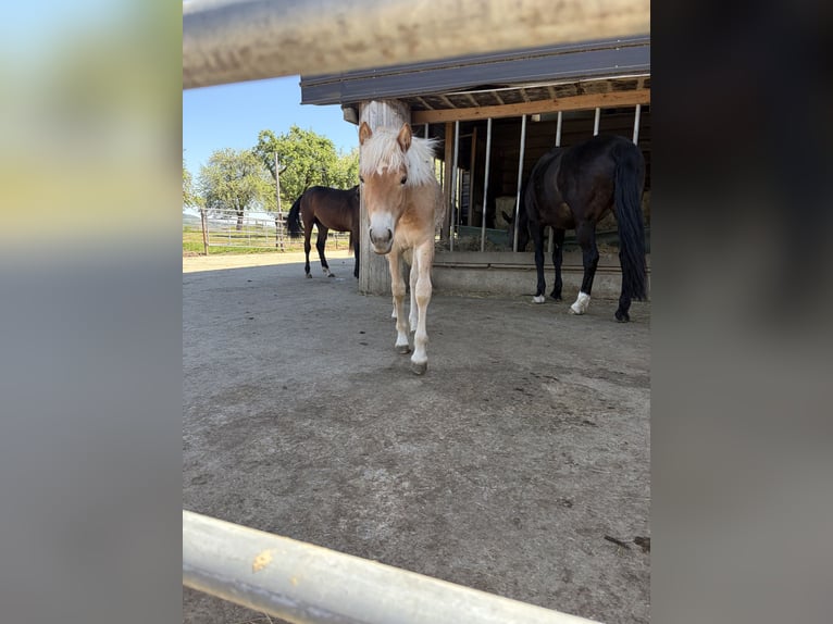 Haflinger Stute 1 Jahr 140 cm Fuchs in Weinfelden