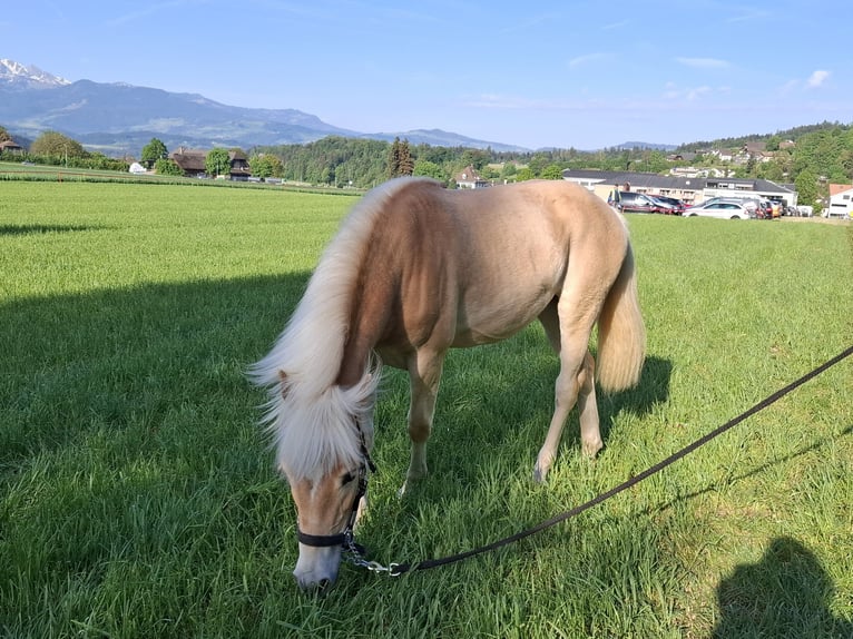 Haflinger Stute 1 Jahr 145 cm Fuchs in Aeschlen b. Oberdiessbach