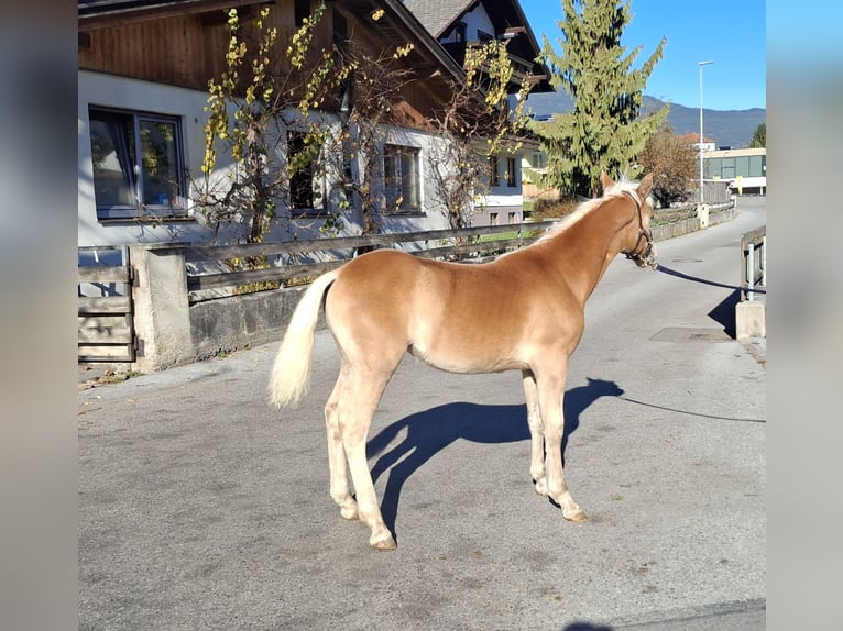 Haflinger Stute 1 Jahr 148 cm  in Landeck