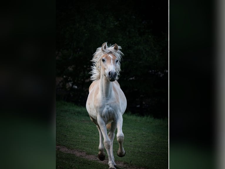Haflinger Stute 1 Jahr 148 cm Fuchs in Essen