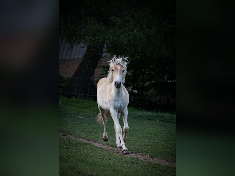 Haflinger Stute 1 Jahr 148 cm Fuchs in Essen