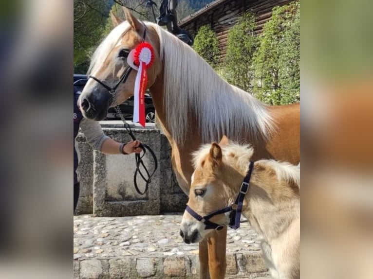 Haflinger Stute 1 Jahr 148 cm Fuchs in Marktschellenberg