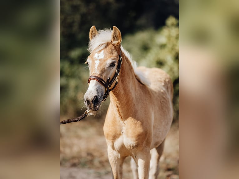 Haflinger Stute 1 Jahr 149 cm in Trebbin