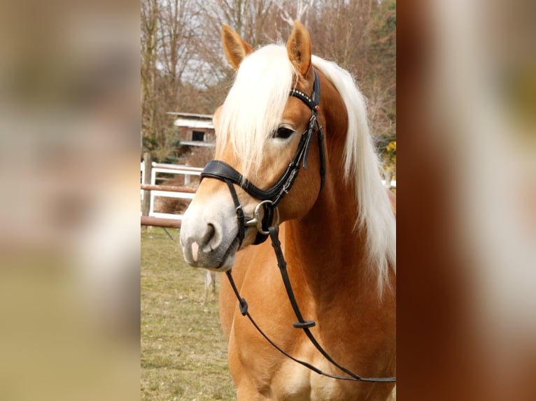 Haflinger Stute 1 Jahr 150 cm in Bayreuth