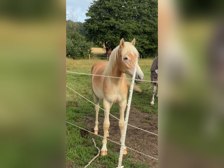 Haflinger Stute 1 Jahr 150 cm in Bayreuth