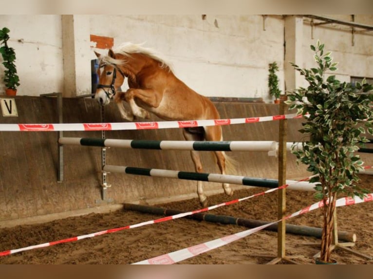 Haflinger Stute 1 Jahr 150 cm in Bayreuth