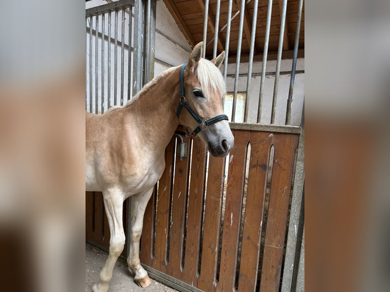 Haflinger Stute 1 Jahr 150 cm in Bayreuth